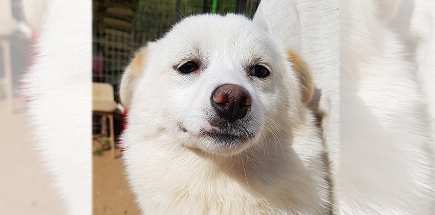 Sta is a Small Female Spitz mix Korean rescue dog