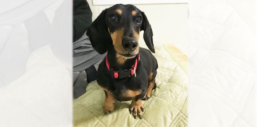 Finley is a Small Male Dachshund Korean rescue dog