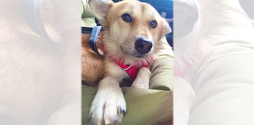Stia is a Medium Female Jindo mix Korean rescue dog