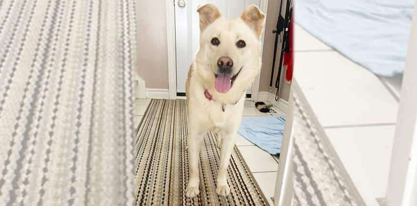 Sua is a Medium Female Jindo mix Korean rescue dog