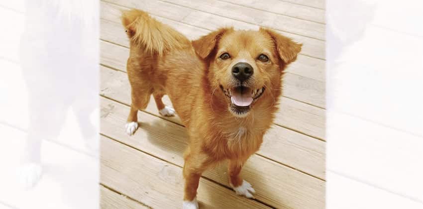 Suga is a Small Female Basenji mix Korean rescue dog