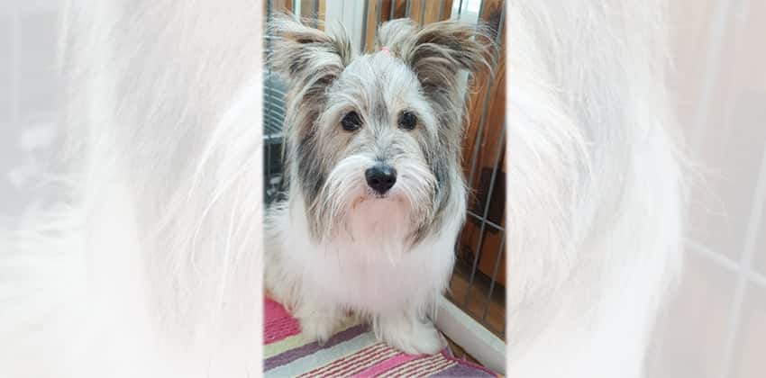 Sugar 2 is a Small Female Mixed Korean rescue dog