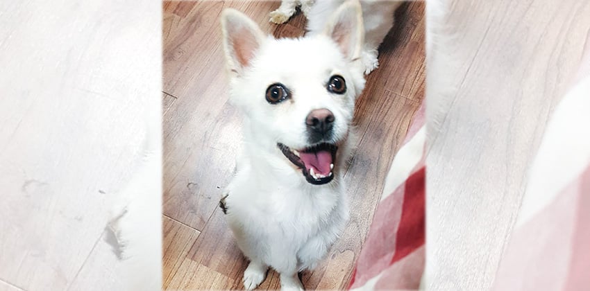 Sugar is a Small Female Spitz mix Korean rescue dog