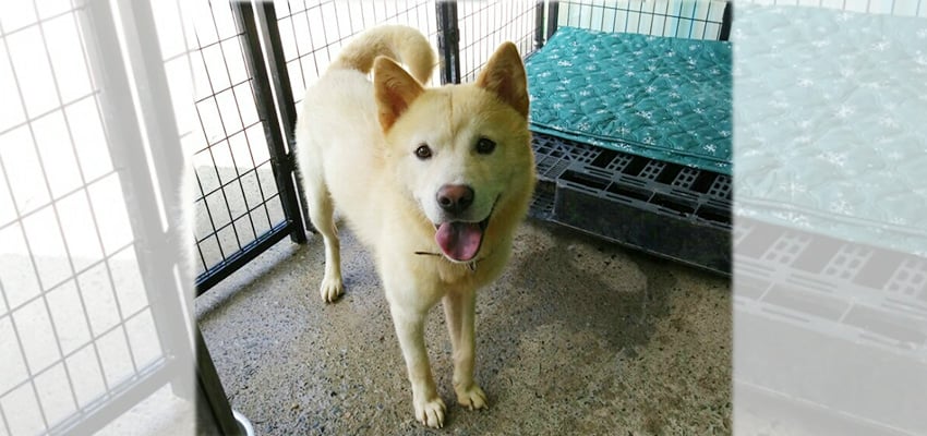 Su-ho is a Large Male Jindo Korean rescue dog