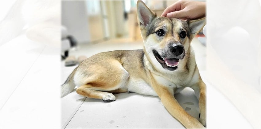 Suki is a Medium Female Jindo mix Korean rescue dog