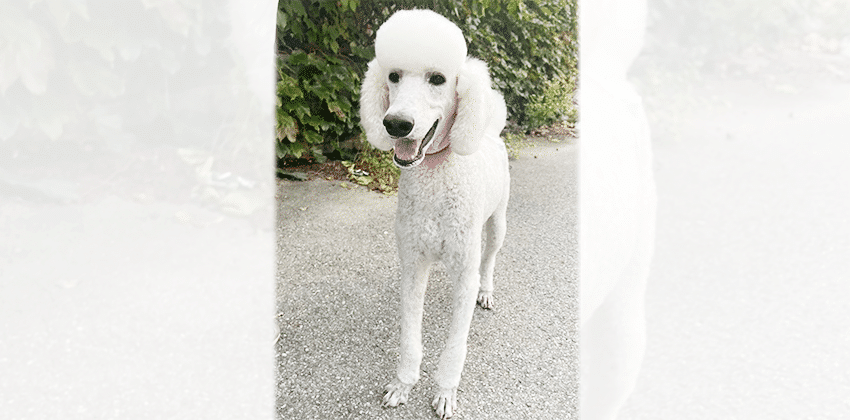 Summer 4 is a Medium Male Standard Poodle Korean rescue dog