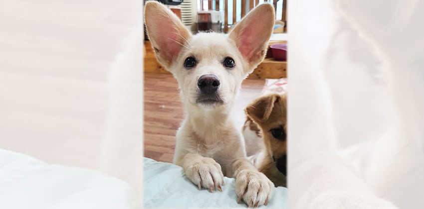 Summer 3 is a Small Male Mixed Korean rescue dog