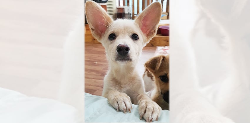 Summer 3 is a Small Male Mixed Korean rescue dog