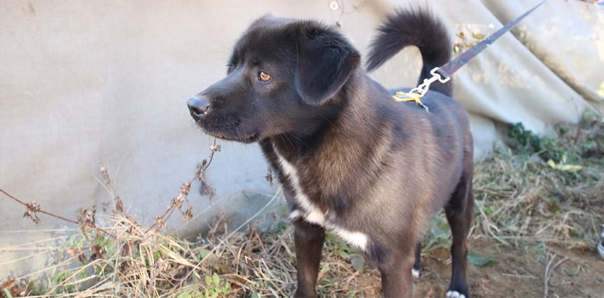 Sun-Woo is a Medium Male Labrador mix Korean rescue dog
