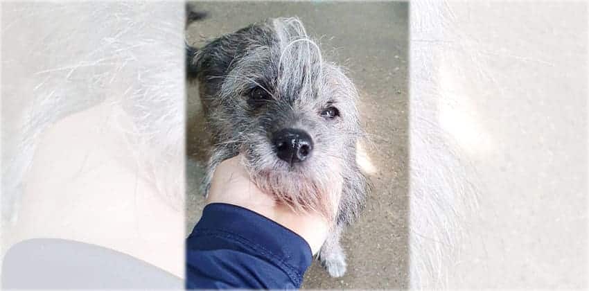 Sunbin is a Small Male Yorkshire terrier mix Korean rescue dog