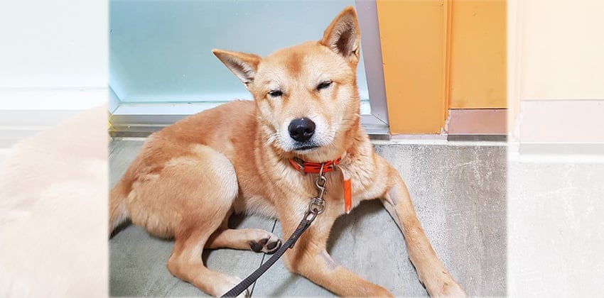 Sung-chil is a Medium Male Jindo Mix Korean rescue dog