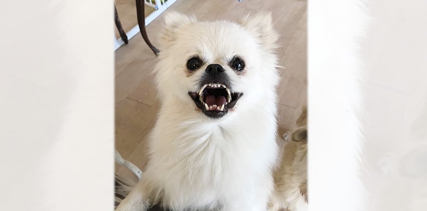 Sung-soh is a Medium Female Pomspitz mix Korean rescue dog