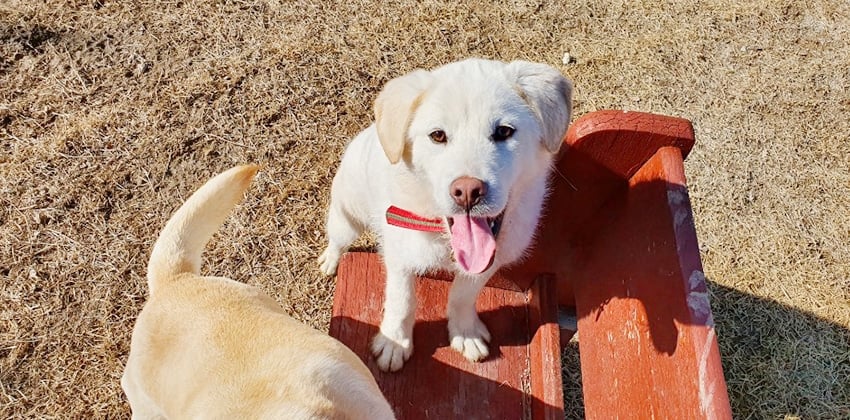 Sungyi is a Medium Male Jindo mix Korean rescue dog