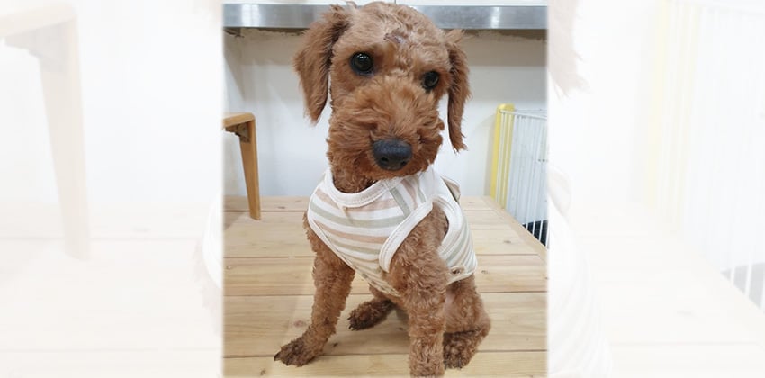 Sunnie is a Small Female Poodle Korean rescue dog