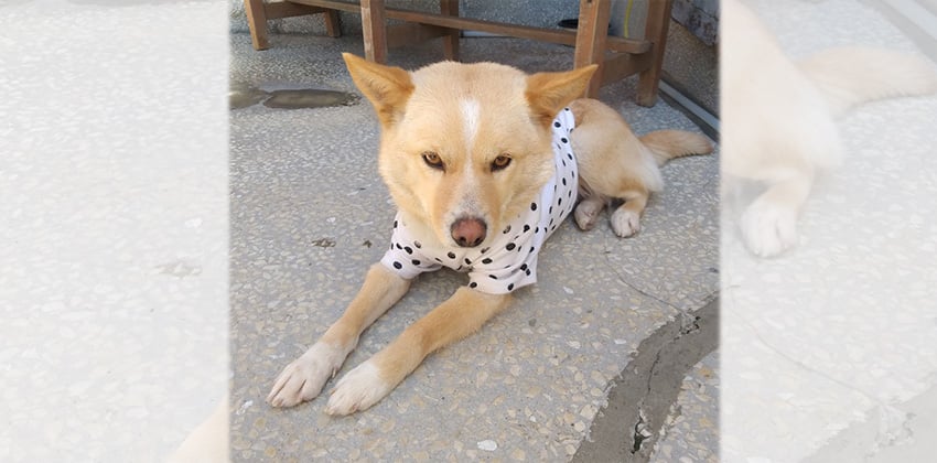 Sunny 4 is a Small Female Mixed Korean rescue dog