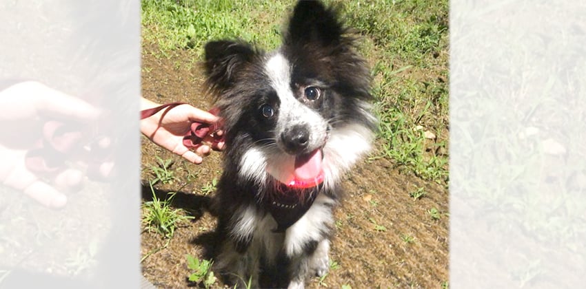 Tiffy is a Small Female Border collie mix Korean rescue dog