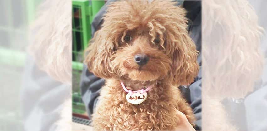 Sunny 2 is a Small Female Poodle Korean rescue dog