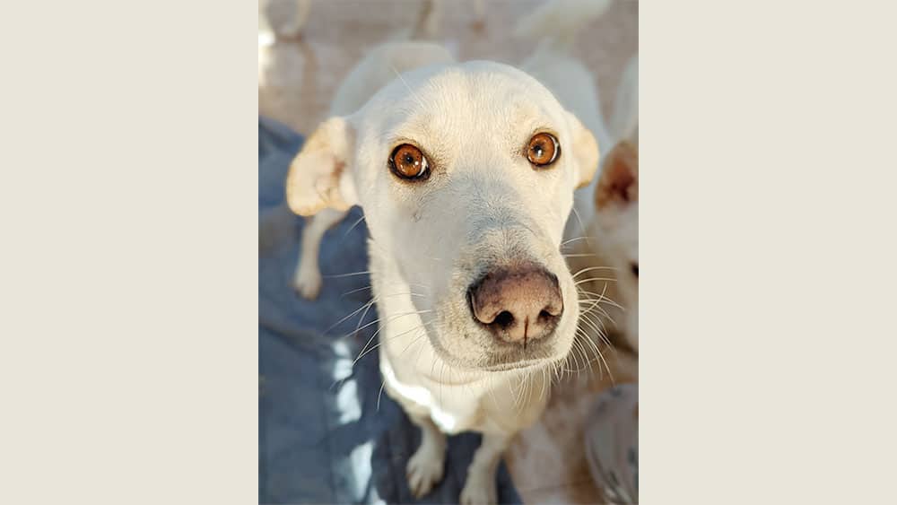 Sweetie is a Medium Female Retriever mix Korean rescue dog