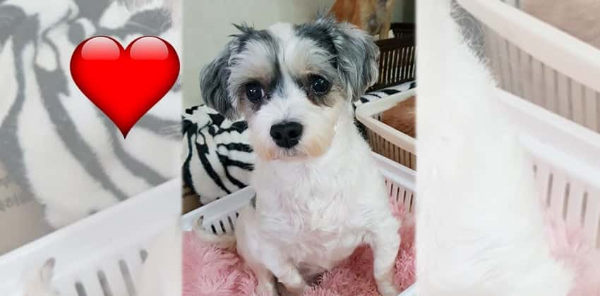 Tommy is a Small Male Havashu Korean rescue dog