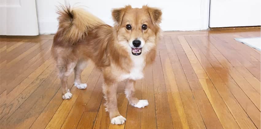 Tae-yang is a Small Male Mixed Korean rescue dog
