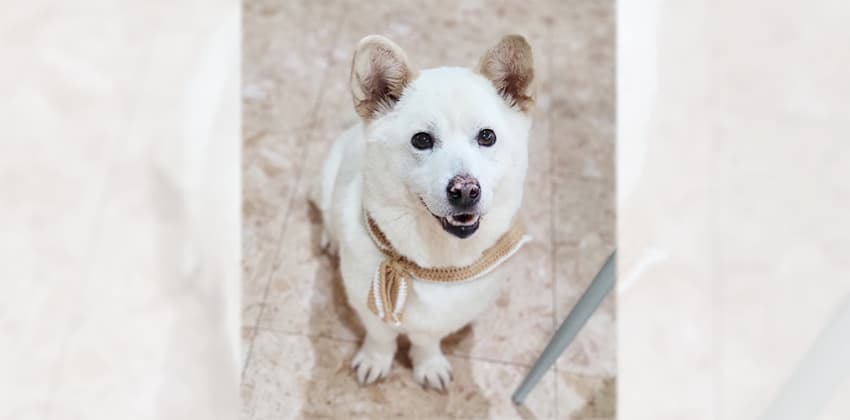 Tacksoon is a Medium Female Welsh corgi mix Korean rescue dog