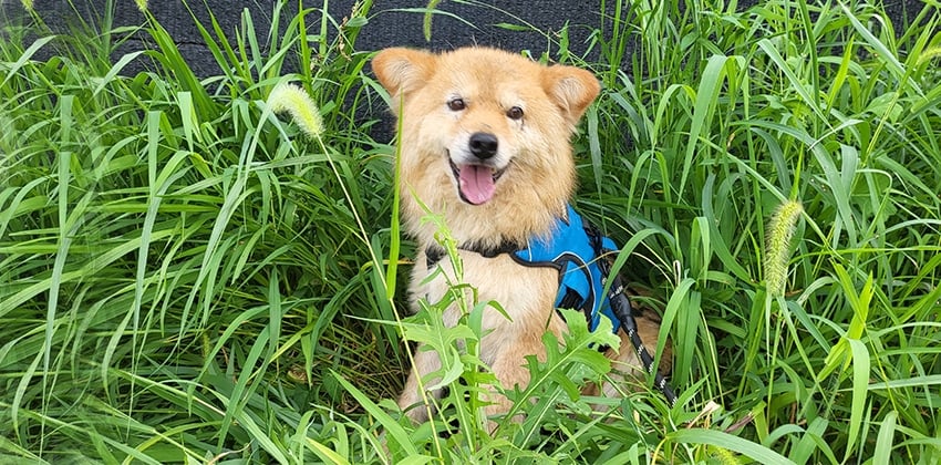 Taegeon is a Medium Male Jindo mix Korean rescue dog