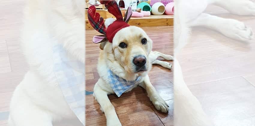 Taeji is a Large Male Labrador mix Korean rescue dog