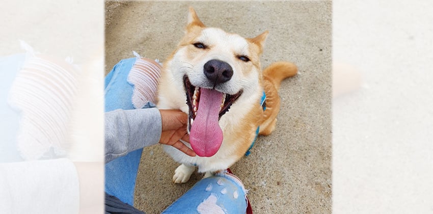 Taephan is a Medium Male Shiba inu mix Korean rescue dog