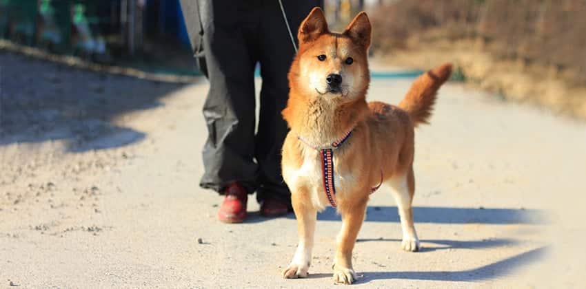 Taeri is a Medium Female Balbali mix Korean rescue dog