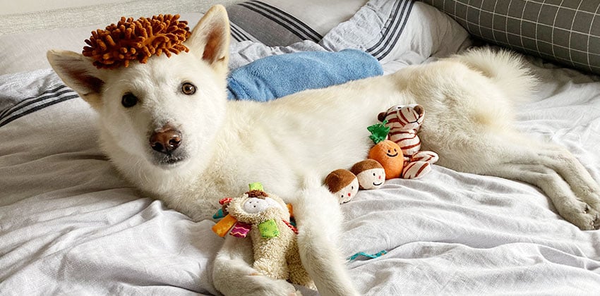 Taesung is a Medium Male Jindo mix Korean rescue dog