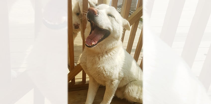 Taeyangyi is a Medium Male Jindo Korean rescue dog