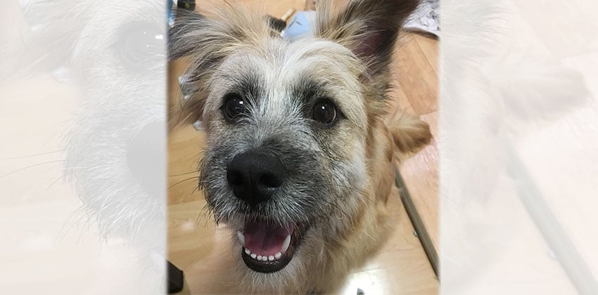 Taeyoon is a Medium Male Schnauzer mix Korean rescue dog