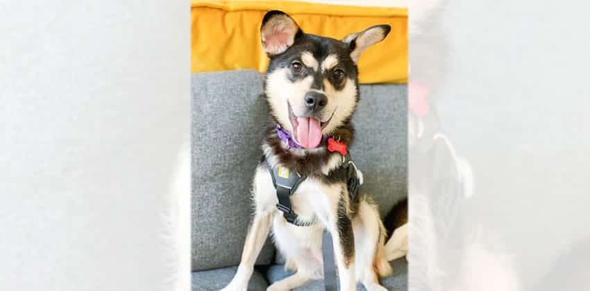 Tani 2 is a Medium Male Shiba Inu mix Korean rescue dog