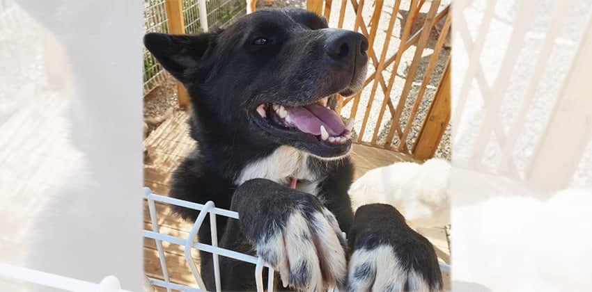 Tanyi is a Large Male Border collie mix Korean rescue dog