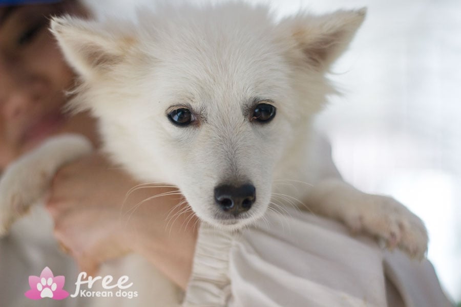 Tavish is a Small Female Pomspitz mix Korean rescue dog