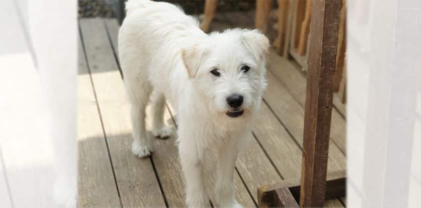 Terry is a Medium Male Terrier mix Korean rescue dog