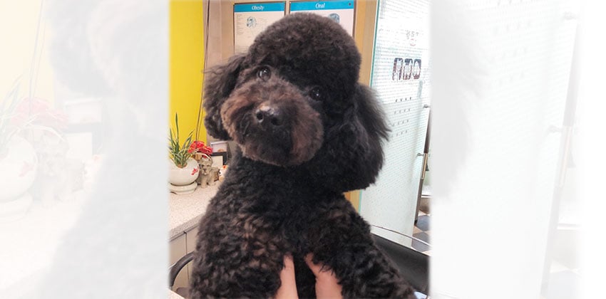 Tisell is a Small Male Poodle Korean rescue dog