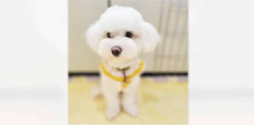 Todong is a Small Male Bichon mix Korean rescue dog