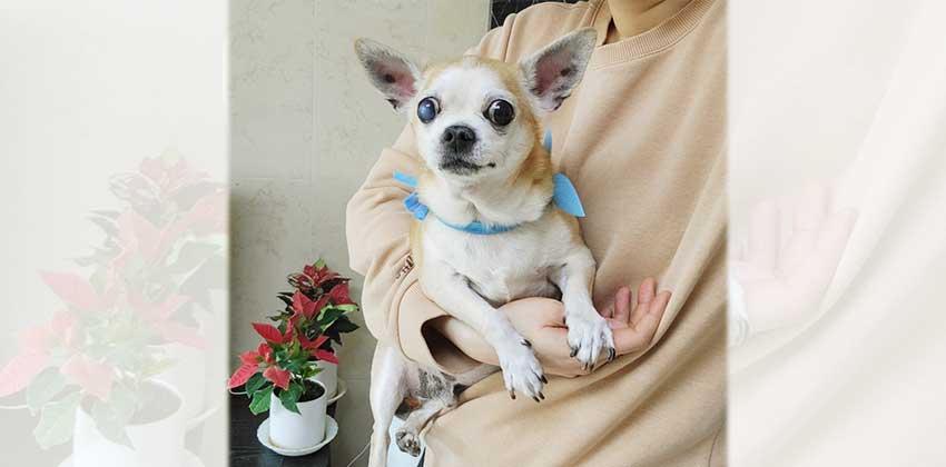 Tommy 3 is a Small Male Chihuahua mix Korean rescue dog