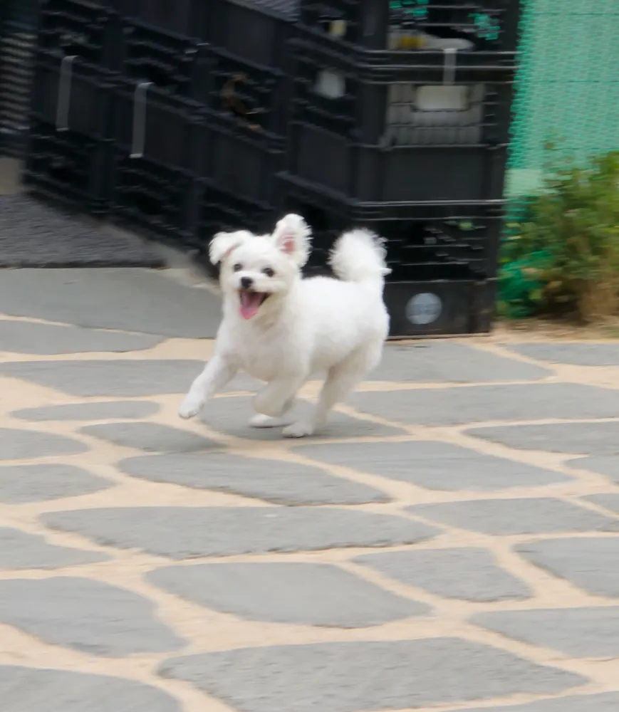 Tongky