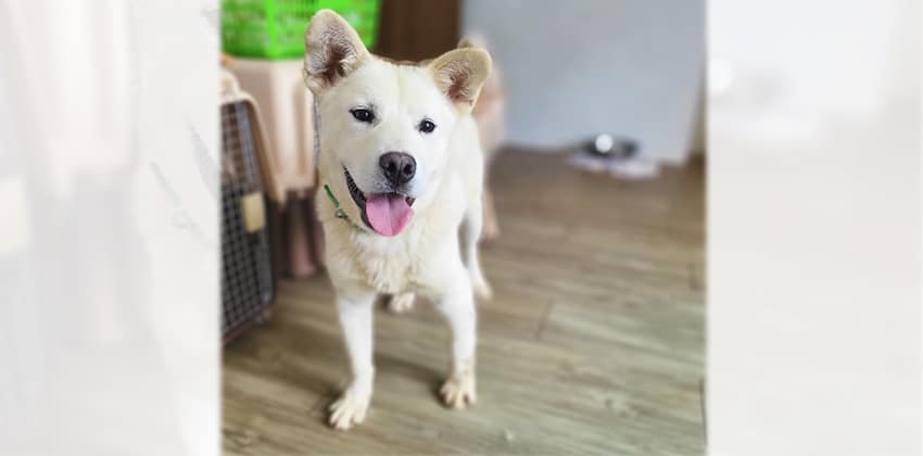 Tongtong is a Small Male Jindo mix Korean rescue dog