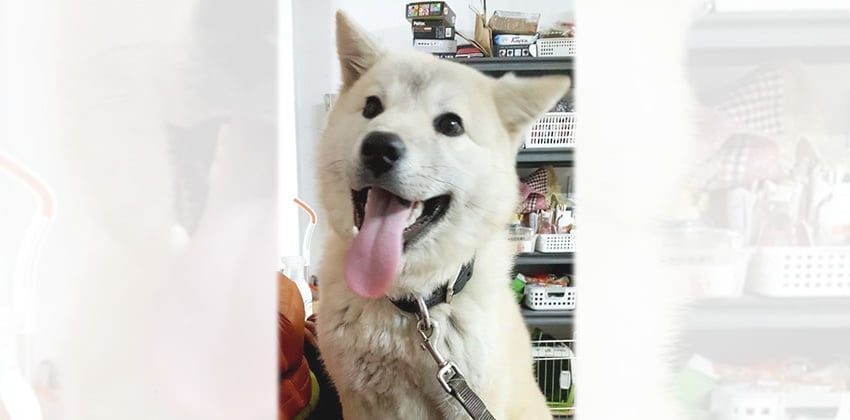 Tongtong is a Medium Male Akita mix Korean rescue dog