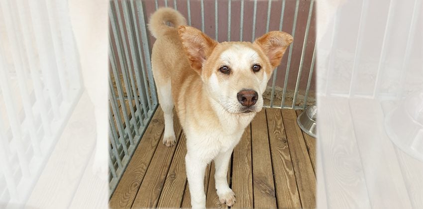 Toni is a Medium Male Jindo mix Korean rescue dog