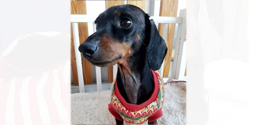 Chico 2 is a Small Male Dachshund Korean rescue dog