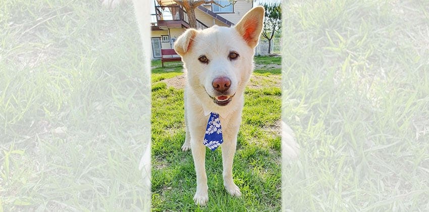 Tori is a Medium Male Labrador mix Korean rescue dog