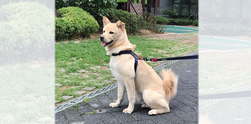 Toro is a Medium Male Jindo mix Korean rescue dog
