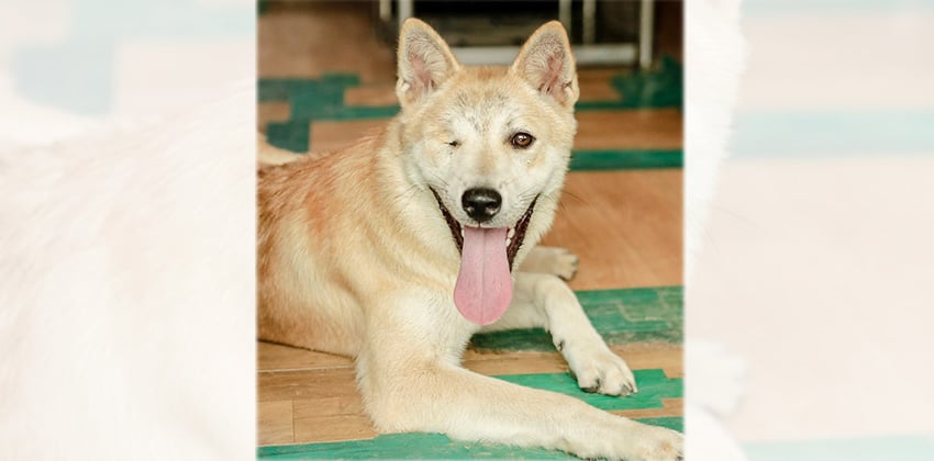 Torry is a Medium Male Jindo Korean rescue dog