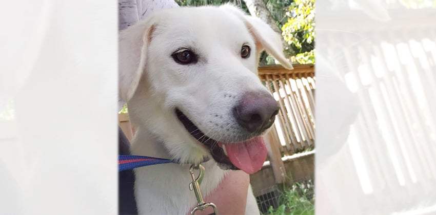 Tory is a Large Male Jindo mix Korean rescue dog