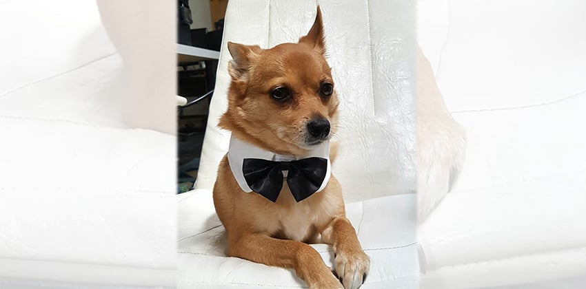 Toto 3 is a Small Male Chihuahua mix Korean rescue dog