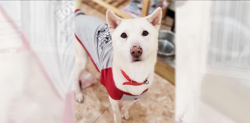 Toto 4 is a Medium Male Jindo mix Korean rescue dog